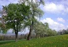 Internationaler „Tag der Streuobstwiese“ am 30. April
