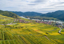 Wachau: Ein guter Jahrgang nach internen Turbulenzen