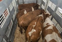 Schmiedtbauer: “Weniger Tiertransporte für mehr Tierwohl”