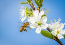 Obstbauern mit blauem Auge davongekommen