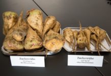 IGP: Mehr Output bei weniger Input, das wird es nicht spielen