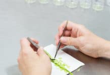 Neue Gentechnik: EU-Kommission will offene Debatte