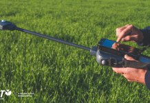 Spätdüngung zu Weizen ab Erscheinen des Fahnenblatts durchführen