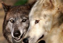 Noch bis zum 1. Juni an der Umfrage „Wolf“ teilnehmen