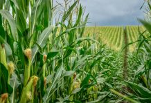 Internationale Studie: Neue Sorten als Antwort auf den Klimawandel