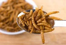 Novel-Food-Verordnung: Mehlwürmer werden als Lebensmittel zugelassen