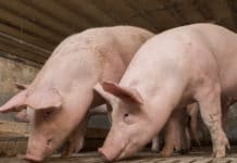 Vollspaltenböden: Verbot hätte Importe zur Folge