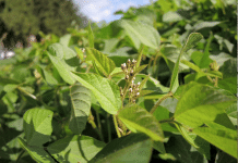 Strasser: Starten Prozess zur Gütesiegel-Weiterentwicklung