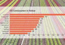 Gemüsebauern starten heuer mit leichter Verspätung in die Saison