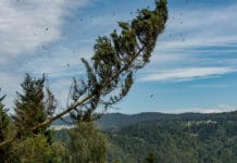 Schadholzsituation blieb 2020 weiter angespannt