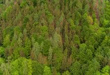 Webinar „Naturnaher Waldbau – Erfahrungen und Erkenntnisse aus der Praxis“