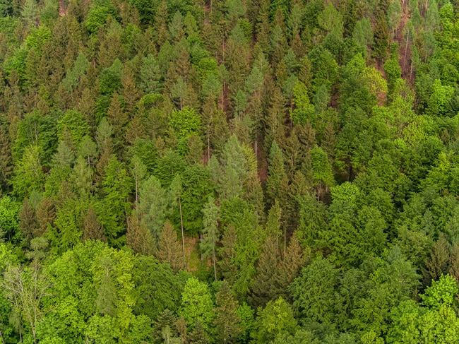 Mischwald Anfang Mai 1 ID87937 Size650px