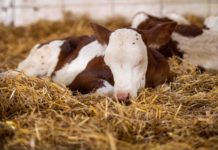 Qplus-Rind: „Ziel ist die Verdopplung der Betriebe“