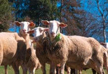 Schafe von heute funken mit 0G