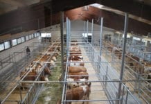 Der RZV startete in ein neues Zeitalter der Rindervermarktung