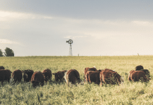 Uruguay größter Rindfleischlieferant der EU