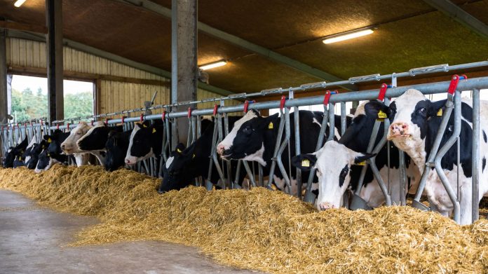 Bvl Kuehe Fuetterung