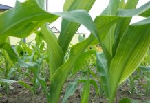 Achtung Zinkmangel: Mais kann ihn anzeigen