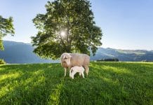 Mehr Schafe braucht das Land: Einsteiger gesucht