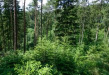 ÖBf: Sehr gutes Ergebnis trotz schlechtem Holzpreis