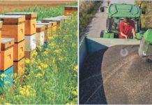 Wenn‘s am Rapsfeld summt…