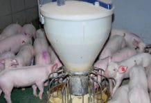 Landwirtschaftsausschuss für verstärkten Einsatz von gentechnikfreiem Soja