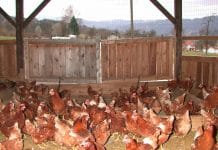 Legehennenbetriebe können ab sofort Verlustersatz beantragen