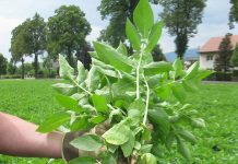 Etwas später als gewohnt: Heurige aus Niederösterreich