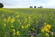 Bernhuber: “Intakte Biodiversität für eine lebenswerte Erde”