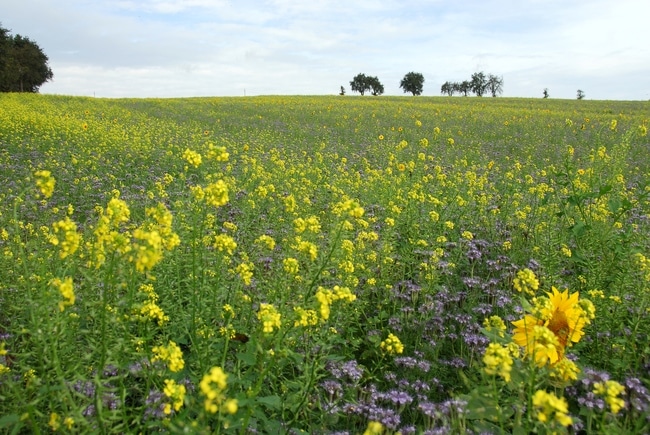 Abfrostende GD 6 ID27727 Size650px