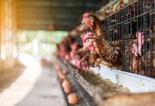 Schmiedtbauer/Bernhuber: “Schluss mit der Käfighaltung bei Geflügel”