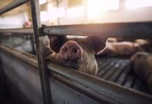 Tierschutz-Forderungen vorerst auf Herbst vertagt