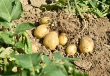 Frische hat bei Konsumenten Saison: Jetzt locken Heurige in den Regalen