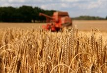 Kein Erfolg nach Einspruch: Patent auf Braugerste und Bier bleibt bestehen