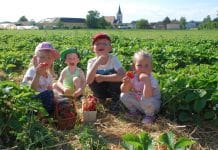 Ein später Saisonstart: Erdbeeren zum Vatertag