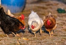 Bernhuber: Grünes Licht für die Verfütterung von tierischem Eiweiß