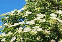 Ein Hollerstrauch sorgt für doppelte Freude