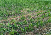 Trauriger Rekord: 22 Millionen Euro Schaden durch Hagel