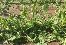 Hitze mündet in schweren Hagelunwettern: 7,5 Millionen Euro Schaden