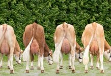 RZO: Eliteversteigerung und Mitgliederversammlung