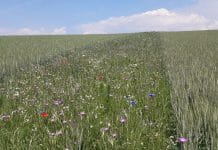 Blumenkorn: Ein zukunftsweisendes Projekt für die Landwirtschaft