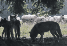 Kommen die Wölfe, gehen die Bauern