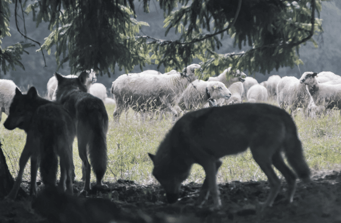 Wolf