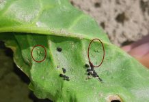 Zuckerrüben jetzt auf Blattläuse kontrollieren