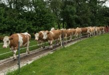 Online-Symposium: Die Weideverpflichtung in der neuen EU-Bio-Verordnung