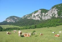 Zum Almwandertag gehts heuer auf die Hohe Wand
