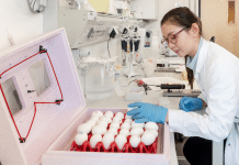 Mit Genomanalysen und Genschere lassen sich Tierkrankheiten vorbeugen