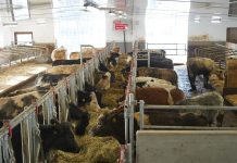 Mehr Komfort für Landwirt und Tier