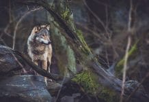 Landesagrarreferentenkonferenz strebt einheitliche Regeln gegen Problemwölfe an