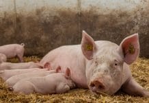 Bauernbund begrüßt AMA-Masterplan: Mehr Tierwohl bis 2030